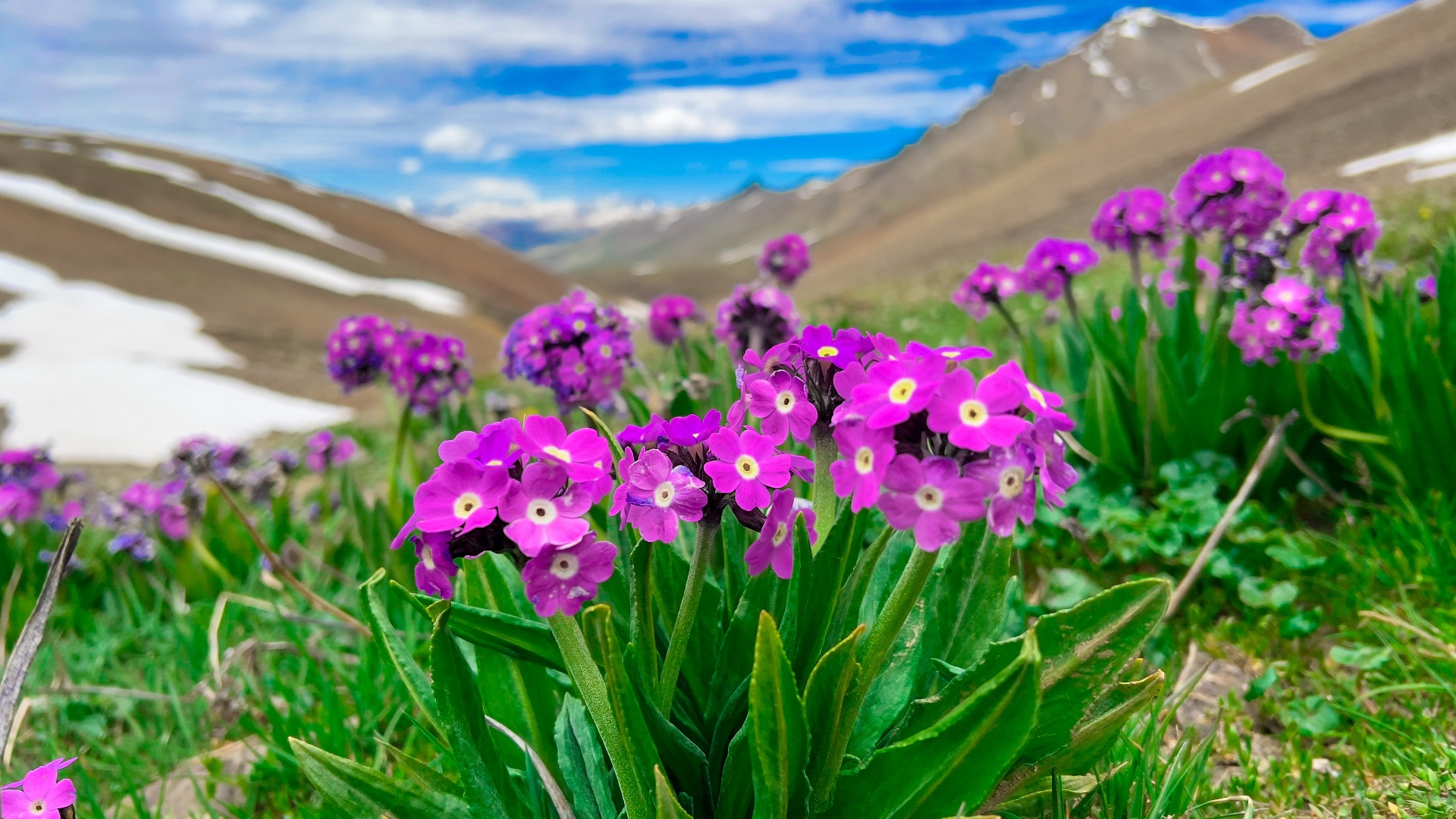 Deosai National Park